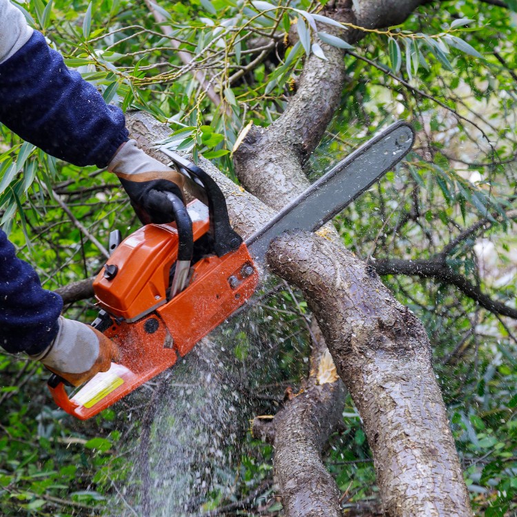 Tree services in Chambersburg, PA